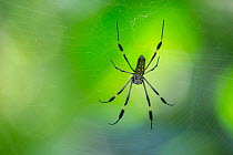 RF - Golden Orb-web Spider female (Nephila clavipes) in web. Corcovado National Park, Osa Peninsula, Costa Rica, (This image may be licensed either as rights managed or royalty free.)