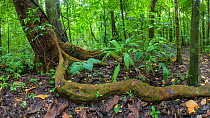 Wild cashew tree (Anacardium excelsum) with large root snaking above the ground, Corcovado National Park, Osa Peninsula, Costa Rica