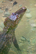 Spectacled caiman (Caiman crocodilus) Corcovado National Park, Osa Peninsula, Costa Rica