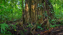 Strangler fig (Ficus sp) huge aerial roots, Corcovado National Park, Osa Peninsula, Costa Rica,  Digitally stitched panoramic image.