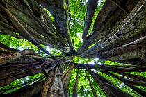 RF - View of rainforest canopy through aerial roots of huge Stangler Fig (Ficus sp.). Corcovado National Park, Osa Peninsula, Costa Rica. (This image may be licensed either as rights managed or royalt...