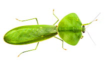 Leaf-mimicking mantis (Choeradodis rhombicollis) photographed on a white background in mobile field studio, Corcovado National Park, Osa Peninsula, Costa Rica