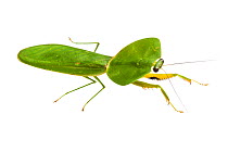 Leaf-mimicking mantis (Choeradodis rhombicollis) photographed on a white background in mobile field studio, Corcovado National Park, Osa Peninsula, Costa Rica
