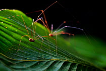 Harvestman (Opiliones) two on a leaf, Corcovado National Park, Osa Peninsula, Costa Rica