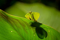Leaf-mimicking mantis (Choeradodis rhombicollis) in rainforest habitat, Corcovado National Park, Osa Peninsula, Costa Rica