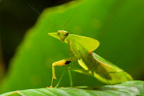 RF - Leaf-mimicking mantis (Choeradodis rhombicollis), Corcovado National Park, Osa Peninsula, Costa Rica. (This image may be licensed either as rights managed or royalty free.)