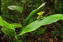 Leaf-mimicking mantis (Choeradodis rhombicollis) in rainforest habitat, Corcovado National Park, Osa Peninsula, Costa Rica