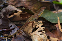 Golfo dulce / Many-scaled anole (Norops / Anolis polylepis) male signals to other members of its species by flashing a section of brightly coloured skin on its neck, known as a dewlap, endemic to the...