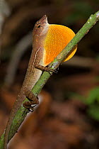 RF- Golfo Dulce Anole / Many-scaled Anole (Norops / Anolis polylepis) male signalling by extending dewlap. Endemic to Golfo Dulce region of Costa Rica. Corcovado National Park, Osa Peninsula, Costa Ri...