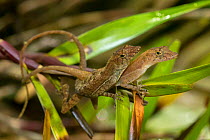 Golfo dulce / Many-scaled anole (Norops / Anolis polylepis) mating pair with male on top, endemic to the Golfo Dulce region of Costa Rica, Corcovado National Park, Osa Peninsula, Costa Rica