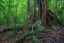 Strangler fig (Ficus sp) huge aerial roots, Corcovado National Park, Osa Peninsula, Costa Rica