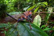 Giant grasshopper (Tropidacris cristata) Corcovado National Park, Osa Peninsula, Costa Rica