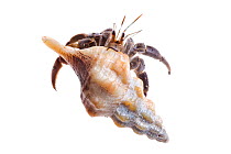 Ecuador / Pacific hermit crab (Coenobita compressus) photographed on a white background in mobile field studio, Corcovado National Park, Osa Peninsula, Costa Rica