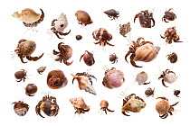 RF - Ecuador Hermit Crab / Pacific Hermit Crab (Coenobita compressus) in studio. Corcovado National Park, Osa Peninsula, Costa Rica. Digital composite. (This image may be licensed either as rights man...