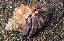 Ecuador / Pacific hermit crab (Coenobita compressus) on sandy beach, Corcovado National Park, Osa Peninsula, Costa Rica