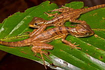 Common basilisk lizard (Basiliscus basiliscus) two juveniles on leaf, Drake Bay, Osa Peninsula, Costa Rica