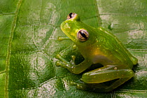 Chiriqui glass frog (Teratohyla pulverata) Drake Bay, Osa Peninsula, Costa Rica