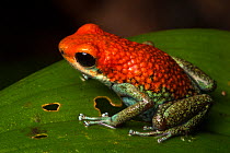 Granular poison frog (Oophaga granulifera) Drake Bay, Osa Peninsula, Costa Rica