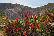 (Castilleja irasuensis) flowering next to the crater rim of Volcano Irazu, 3400m. Costa Rica