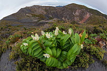 (Maianthemum gigas) flowering next to the crater rim of Volcano Irazu, 3400m, Costa Rica