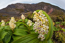 RF - Maianthemum gigas flowering next to crater rim of Volcano Irazu, 3400 m. Costa Rica. May, 2014. (This image may be licensed either as rights managed or royalty free.)