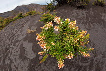 (Gaultheria myrsinoides) flowering next to the crater rim of Volcano Irazu, 3400m. Costa Rica