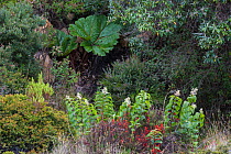 Vegetaion including huge leaves of (Gunnera insignis) growing next to the crater rim of Volcano Irazu, 3400m Costa Rica