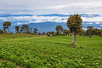 Potato fields on the rich volcanic soils on the slopes of Volcano Irazu, Costa Rica. May 2014