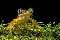 Lemur leaf frog (Agalychnis lemur) in vegetation at night, Central Caribbean foothills, Costa Rica. IUCN Red List critically endangered species.