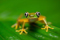 RF - Lemur Leaf Frog (Agalychnis lemur) in rainforest. Central Caribbean foothills, Costa Rica. IUCN Red List. Critically endangered species. (This image may be licensed either as rights managed or ro...