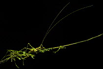 Moss-mimicking Katydid (Tettigoniidae) juvenile showing huge antennae, Central Caribbean foothills, Costa Rica.