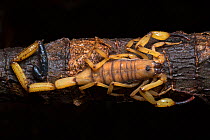 Bark scorpion (Centruroides limbatus) Central Caribbean foothills, Costa Rica