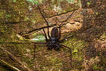 Tailless whipscorpion (Amblypygi) on a tree trunk at night. Central Caribbean foothills, Costa Rica.