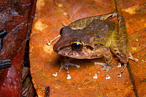 Slim-fingered rainfrog (Craugastor crassidigitus) Central Caribbean foothills, Costa Rica.