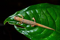 Ridge-headed salamander (Bolitoglossa colonnea) Central Caribbean foothills, Costa Rica. The fleshy ridge running between the eyes distinguishes this from other salamander species found in Costa Rica...