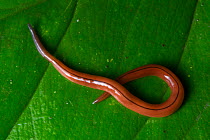 Land planarian (Geoplanidae) Central Caribbean foothills, Costa Rica