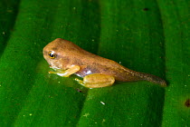 Hourglass treefrog (Dendropsophus ebraccatus) metamorph between tadpole and frog, Central Caribbean foothills, Costa Rica