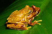 Hourglass treefrogs (Dendropsophus ebraccatus) pair in amplexus, Central Caribbean foothills, Costa Rica