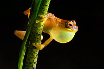 Hourglass treefrog (Dendropsophus ebraccatus) male with inflated vocal sac calling at night, Central Caribbean foothills, Costa Rica