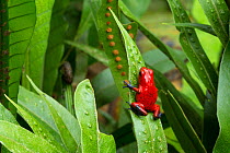 RF - Strawberry Poison Frog (Oophaga pumilio). Central Caribbean foothills, Costa Rica. (This image may be licensed either as rights managed or royalty free.)
