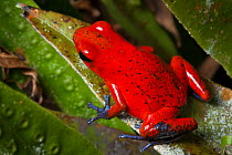 Strawberry poison frog (Oophaga pumilio) Central Caribbean foothills, Costa Rica