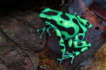 Green and black poison frog (Dendrobates auratus) Central Caribbean foothills, Costa Rica