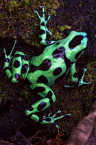 RF - Green and Black Poison Frog (Dendrobates auratus) Central Caribbean foothills, Costa Rica. (This image may be licensed either as rights managed or royalty free.)