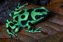 Green and black poison frog (Dendrobates auratus) Central Caribbean foothills, Costa Rica