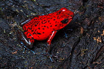 Strawberry poison frog (Oophaga pumilio) Central Caribbean foothills, Costa Rica
