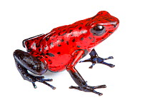 Strawberry poison frog (Oophaga pumilio) photographed on a white background in mobile field studio, Central Caribbean foothills, Costa Rica