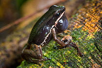 Talamanca rocket frog (Allobates talamancae) calling, Central Caribbean foothills, Costa Rica