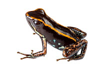 Lovely poison frog (Phyllobates lugubris) photographed in mobile field studio on a white background, Central Caribbean foothills, Costa Rica.