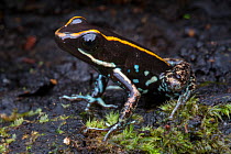 RF - Lovely Poison Frog (Phyllobates lugubris). Central Caribbean foothills, Costa Rica. (This image may be licensed either as rights managed or royalty free.)