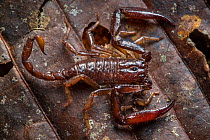 RF - Scorpion (Chactus exsul) Central Caribbean foothills, Costa Rica. (This image may be licensed either as rights managed or royalty free.)